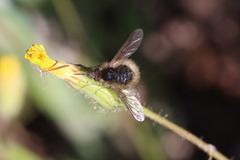 Bombylius canescens