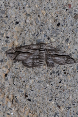 Ecleora solieraria