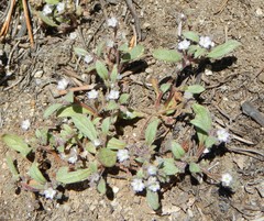 Hydrophylloideae