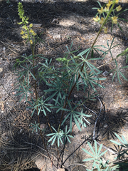 Lupinus angustiflorus