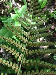 Thelypteris palustris pubescens