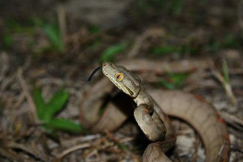 Corallus hortulana