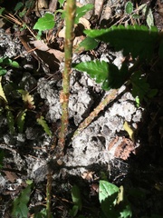 Thelypteris palustris pubescens