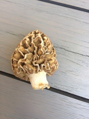Morchellaceae