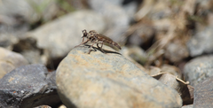 Alyssomyia