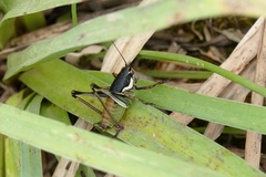 Eupholidoptera leucasi
