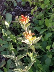 Castilleja applegatei