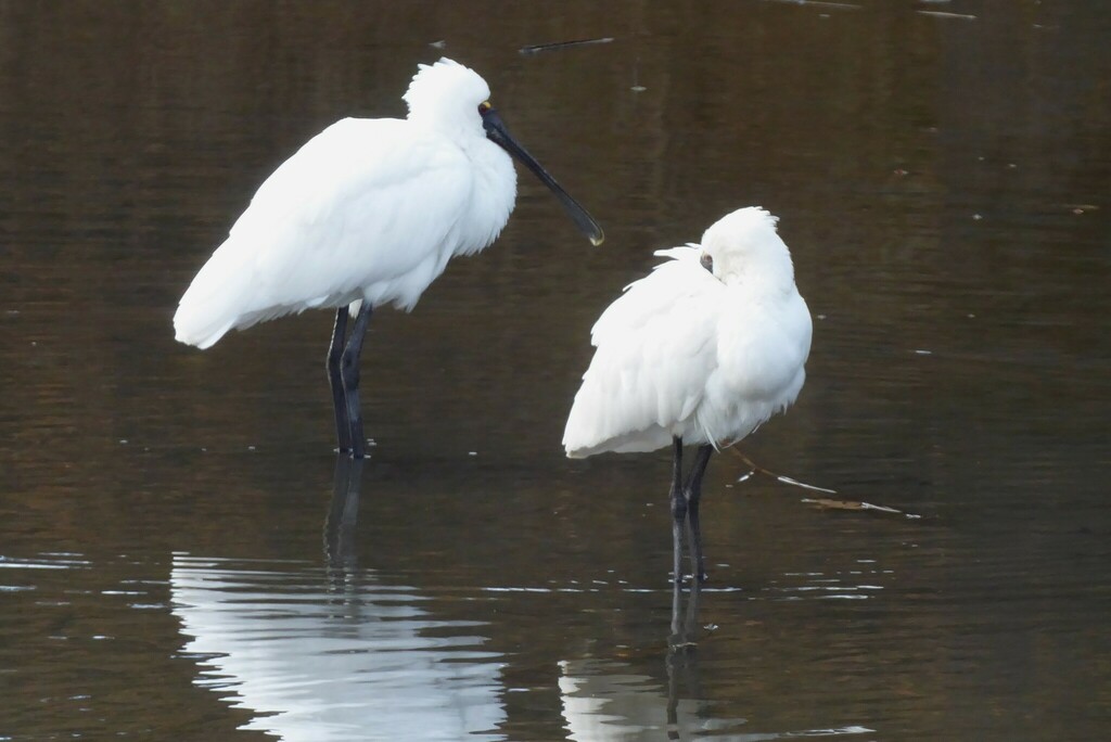 Royal Spoonbill from Waikouaiti, New Zealand on May 24, 2024 at 10:28 ...