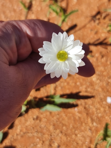 Image of Rhodanthe chlorocephala by (c) Belinda Forbes, some rights reserved (CC BY)