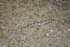 Crotalus tzabcan