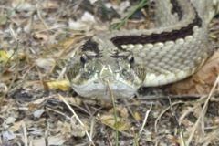 Crotalus tzabcan