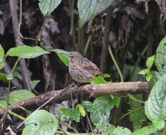Napothera malacoptila