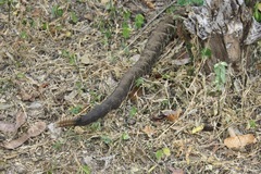 Crotalus tzabcan