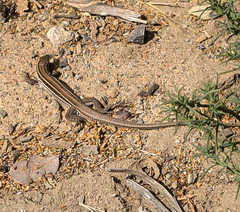 Aspidoscelis hyperythrus beldingi