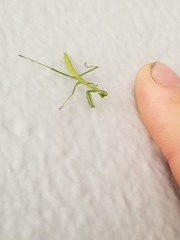 Stagmomantis floridensis