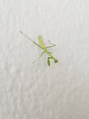Stagmomantis floridensis