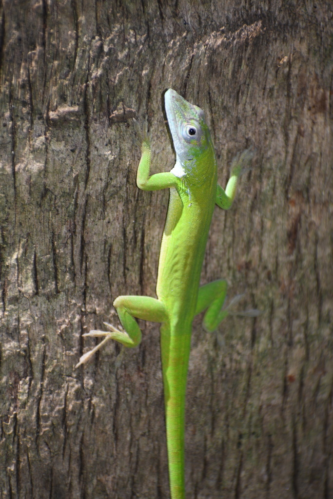 Anolis callainus
