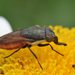 Stomorhina xanthogaster - Photo (c) Dianne Clarke, some rights reserved (CC BY-NC), uploaded by Dianne Clarke
