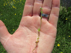 Veronica serpyllifolia serpyllifolia