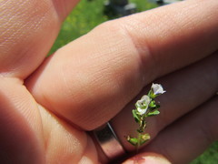 Veronica serpyllifolia serpyllifolia