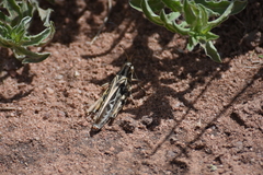 Hippiscini