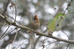 Yuhina bakeri