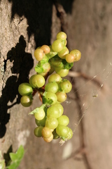 Pediaspis aceris