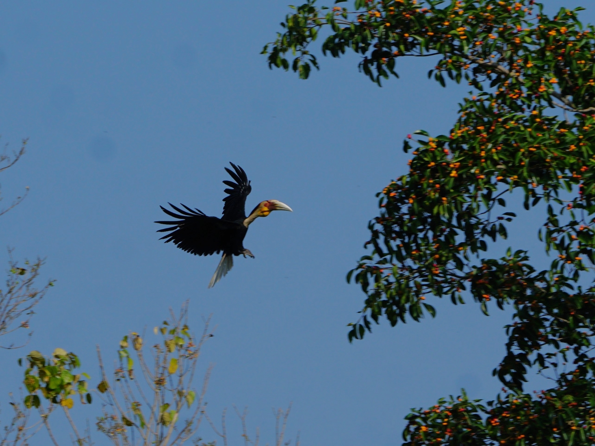 Wreathed Hornbill illustration