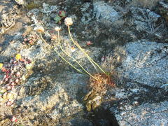 Armeria maritima californica