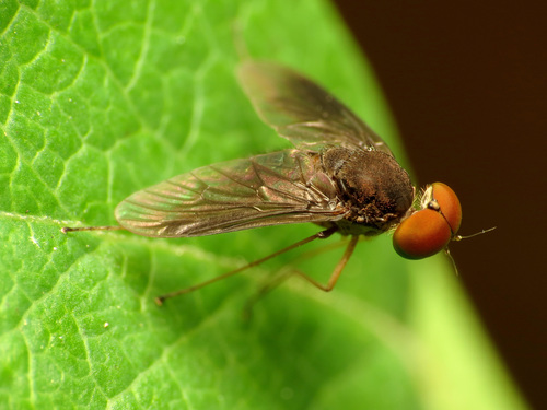 Quadrate Snipe Fly photo 4