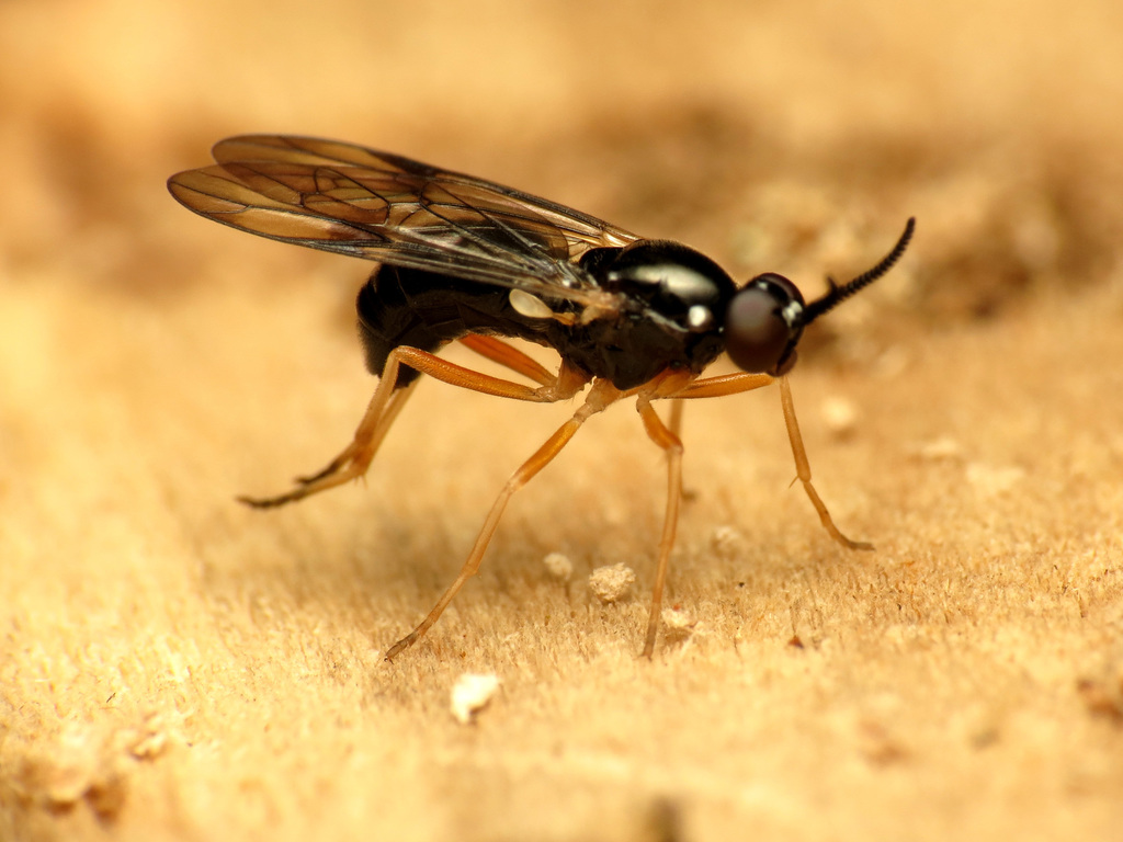 Rachicerus nitidus