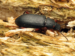 Xylopinus saperdoides