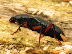 Xylopinus saperdoides