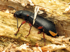 Xylopinus saperdoides