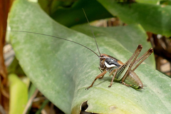 Eupholidoptera leucasi