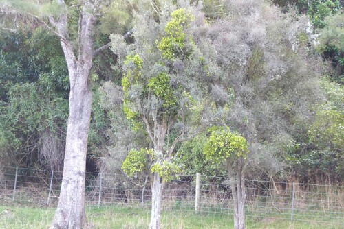 Ileostylus micranthus observed 2024-05-25