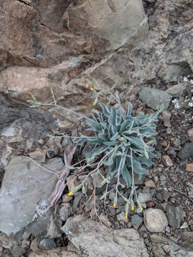 Greene's hawkweed (Hieracium greenei)