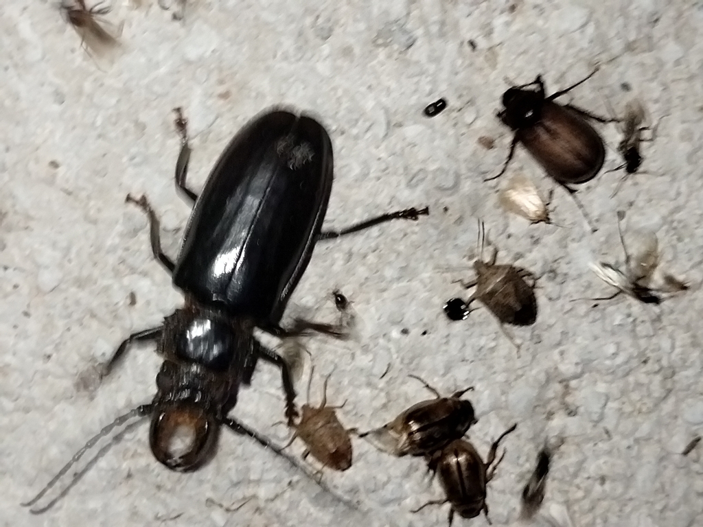 Nothopleurus castaneus