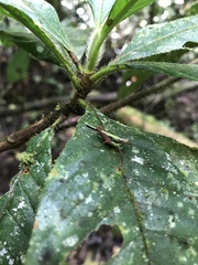 Scaria