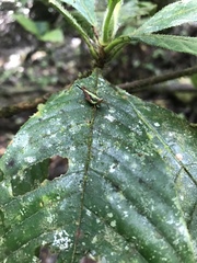 Scaria