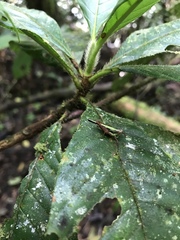 Scaria