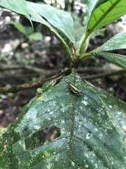 Scaria