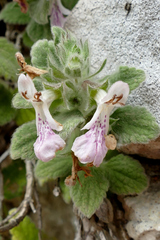 Stachys ionica