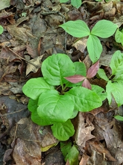 Pyrola elliptica