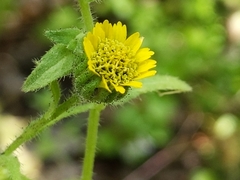Layia hieracioides