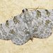 Dyscheralcis crimnodes - Photo (c) Dianne Clarke, algunos derechos reservados (CC BY-NC), subido por Dianne Clarke