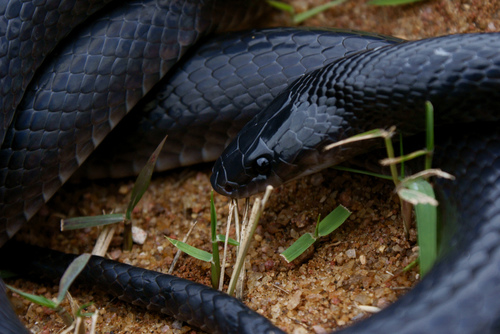 Pseudoboa nigra