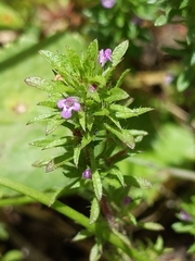 Pogogyne serpylloides