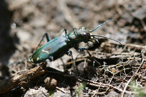 iNaturalist observation photo of Audubon's Tiger Beetle