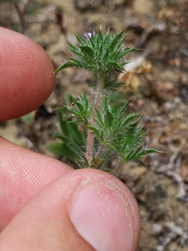 Image of Navarretia mellita by (c) Ken-ichi Ueda, some rights reserved (CC BY)